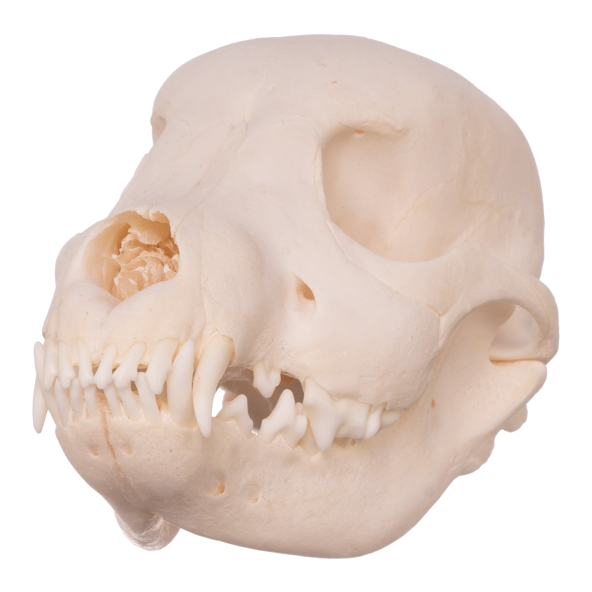 Real Domestic Dog Skull - Authentic Husky Puppy Skull for Veterinary Study, Taxidermy & Halloween Decor | Perfect for Educational Displays, Oddity Collections & Spooky Home Decor