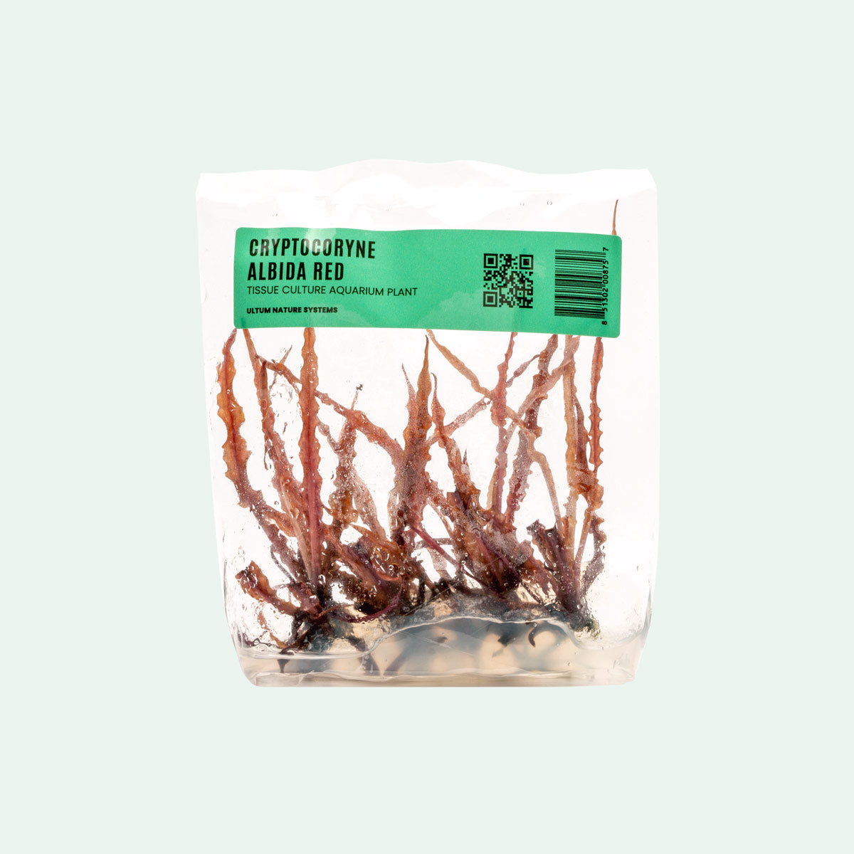 Cryptocoryne Albida Red Tissue Culture Aquatic Plant for Freshwater Aquarium - Perfect for Aquascaping, Fish Tanks & Planted Aquariums