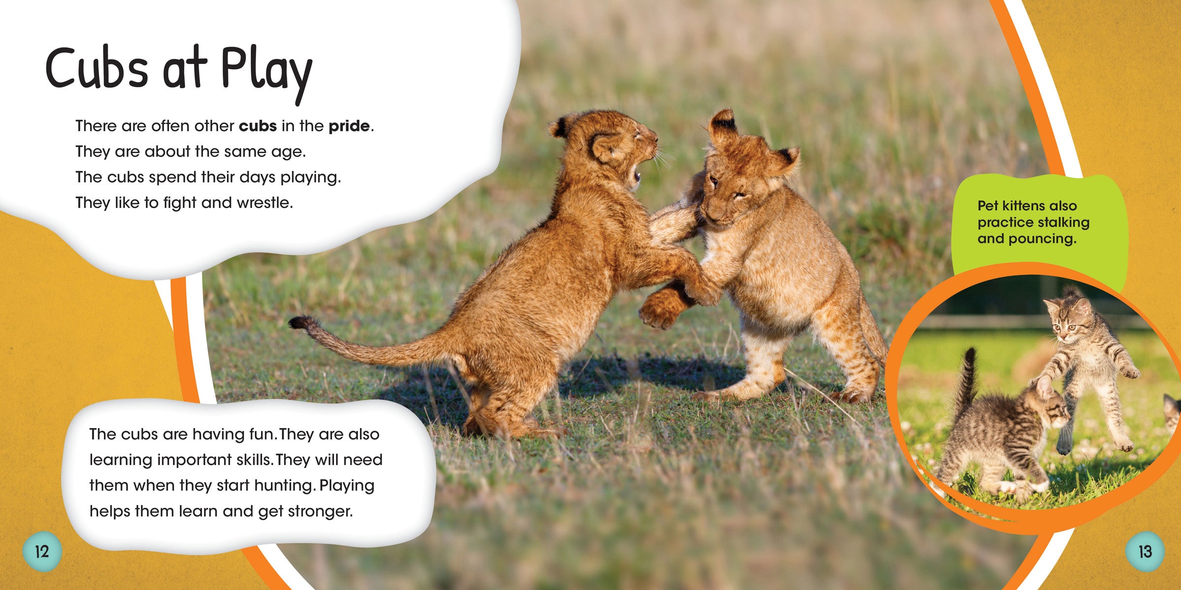 Lion Life Cycle Educational Kit - Learn About Lion Growth Stages for Kids & Students - Perfect for Homeschooling & Classroom Science Projects