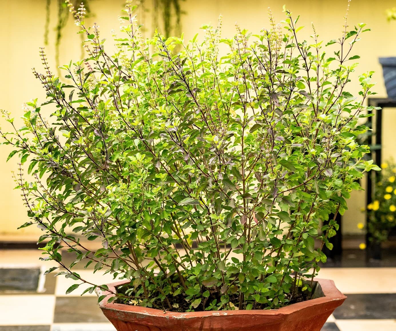 Organic Tulsi Holy Basil Curry Leaf Jasmine Plant Potting Soil Mix - 3 Cups (1 Quart) for Indoor Herb Garden, Ayurvedic Plants & Fragrant Flowers