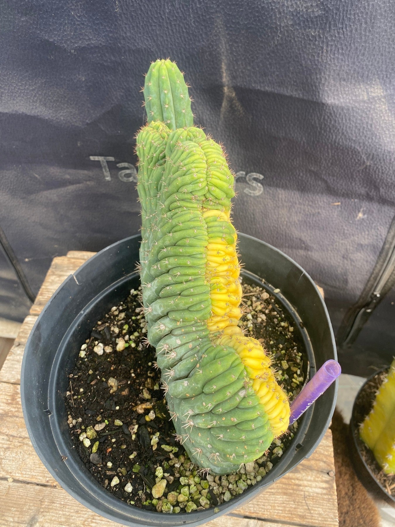 Variegated Crested Trichocereus Pachanoi Cactus - Rare Ornamental Succulent for Home & Garden Decor | Perfect for Indoor Plant Displays, Desert Landscaping, and Cactus Collections