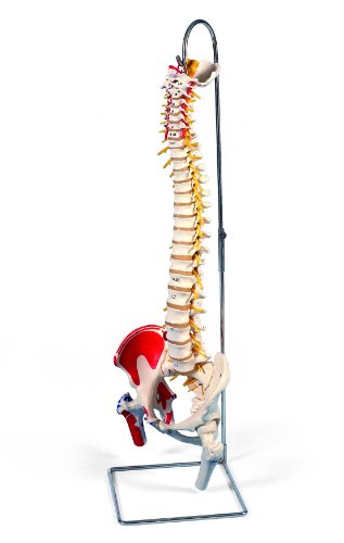 Deluxe Flexible Spine Model W/ Femur Heads and Painted Muscles