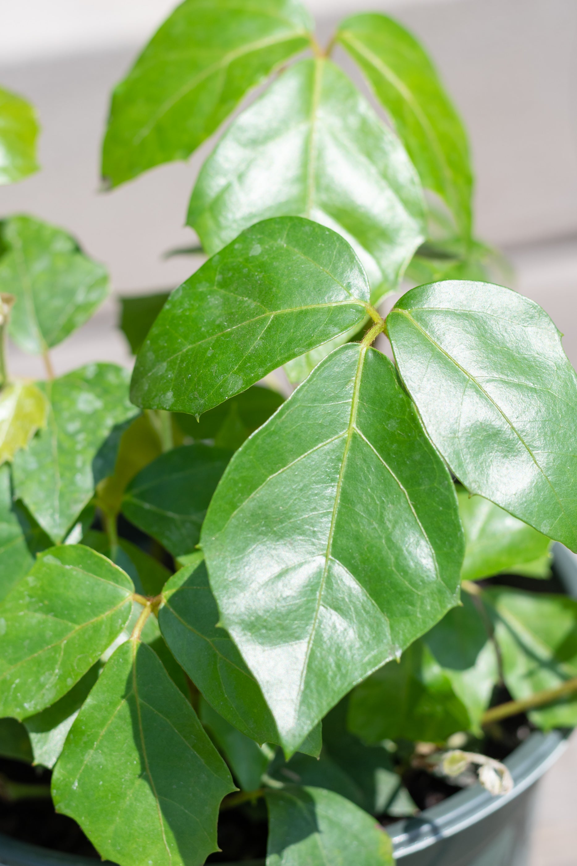 Cissus Rhombifolia Grape Ivy Plant - 6 Inch Indoor Hanging Vine for Home Decor, Office Greenery, and Garden Landscaping
