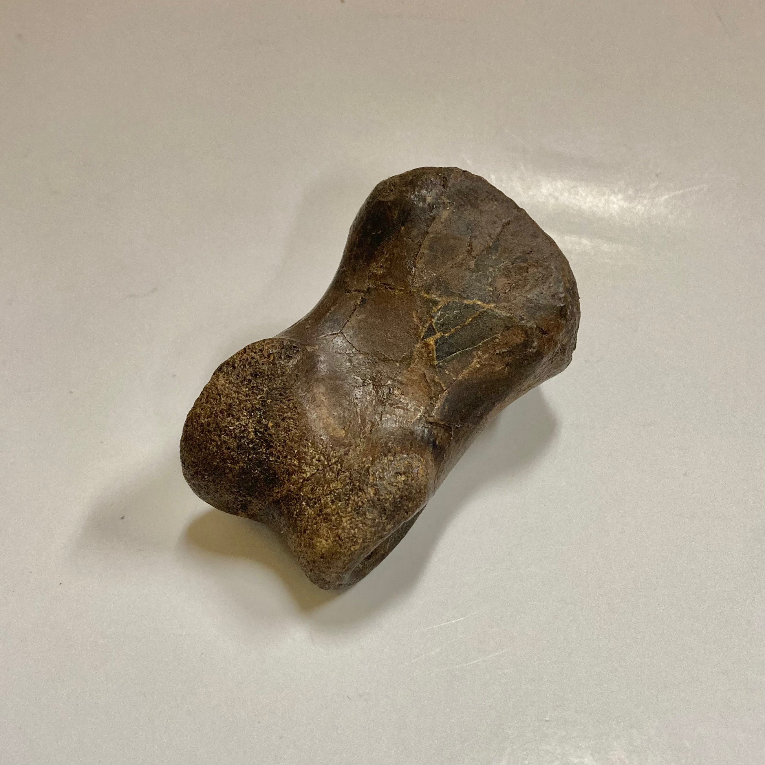 Authentic Ornithomimidae Dinosaur Finger Bone Fossil - Rare Collectible for Paleontology Enthusiasts & Science Education - Perfect for Display, Gifts, and Museum Exhibits