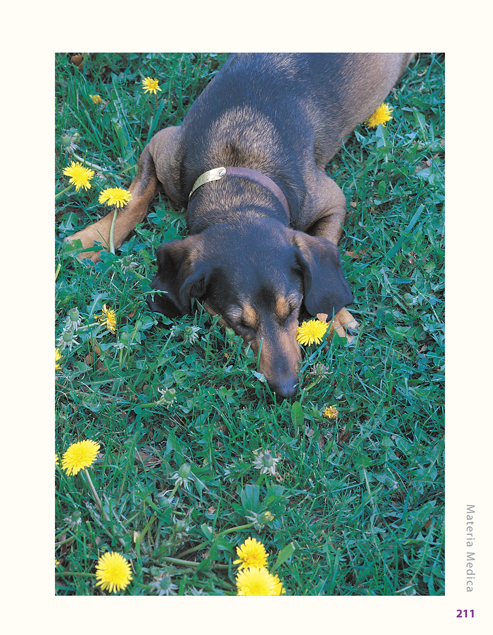 **Herbs for Pets: Natural Remedies & Holistic Care Guide for Dogs, Cats, Horses & Birds | Medicinal Plants, Nutritional Supplements & DIY Recipes | Improve Pet Health & Wellness at Home**    *(Use Case: Perfect for pet owners seeking natural solutions for allergies, digestion, joint health, and overall vitality in dogs, cats, horses, birds, and small animals.)*