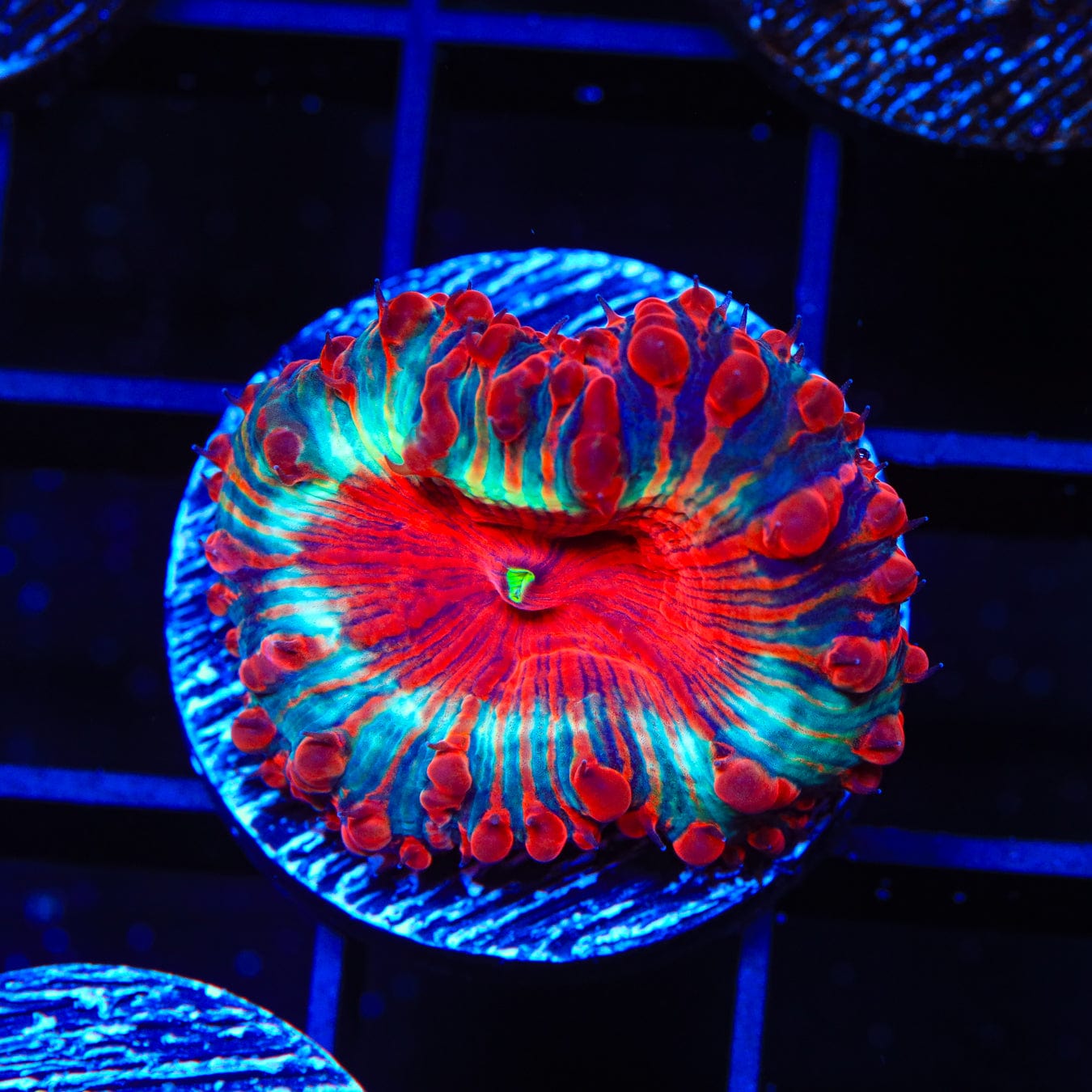 Premium Cherry Pie Blastomussa Coral for Saltwater Aquariums - Vibrant LPS Coral for Reef Tanks & Marine Displays