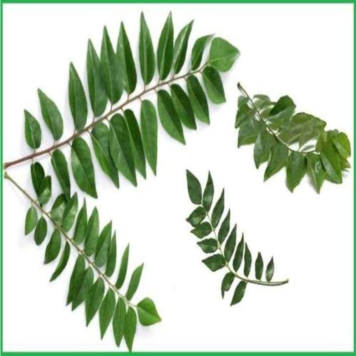 Organic Curry Leaf Plant (Murraya Koenigii) - Live Herb for Outdoor Garden, Cooking & Ayurvedic Remedies - Perfect for Indian Cuisine & Home Gardening