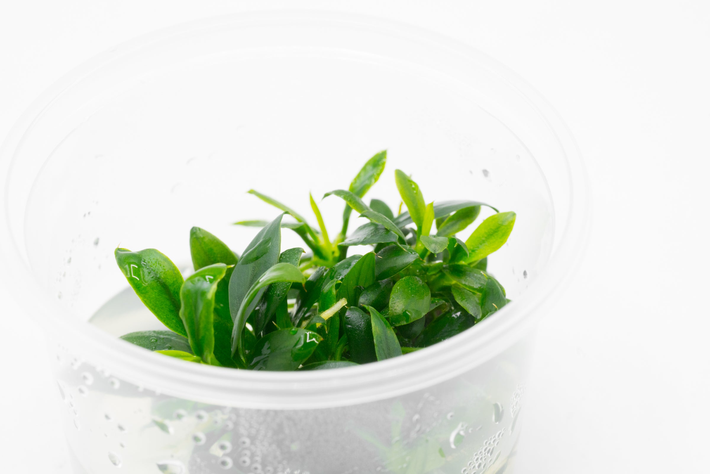 Anubias Nana Pangolino Live Aquarium Plant - Small & Hardy Freshwater Aquatic Plant for Fish Tanks, Aquascaping & Low Light Aquariums | Perfect for Nano Tanks, Shrimp Habitats & Betta Fish Environments