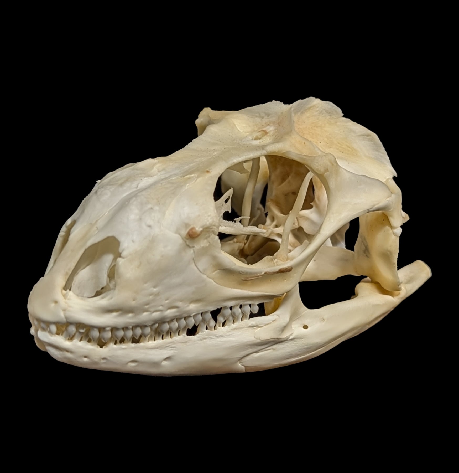 Real Iguana Skull for Sale - Authentic Reptile Skull Specimen for Collectors, Science Education & Home Decor