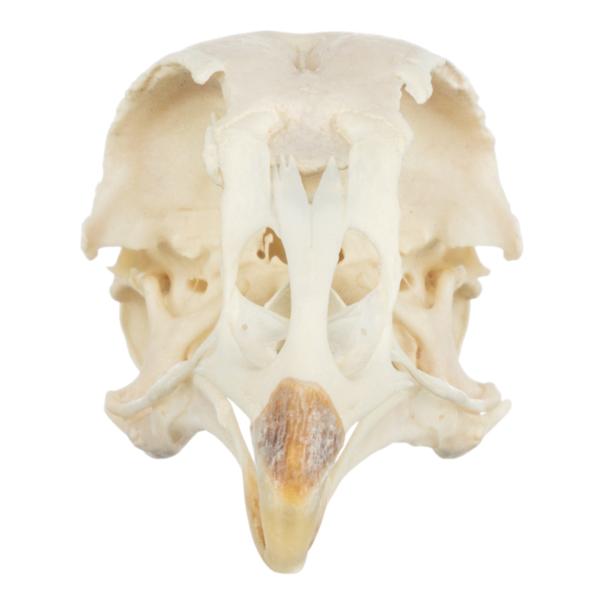 Real Silkie Bantam Chicken Skeleton - Disarticulated Specimen for Science Education, Biology Study & Halloween Decor