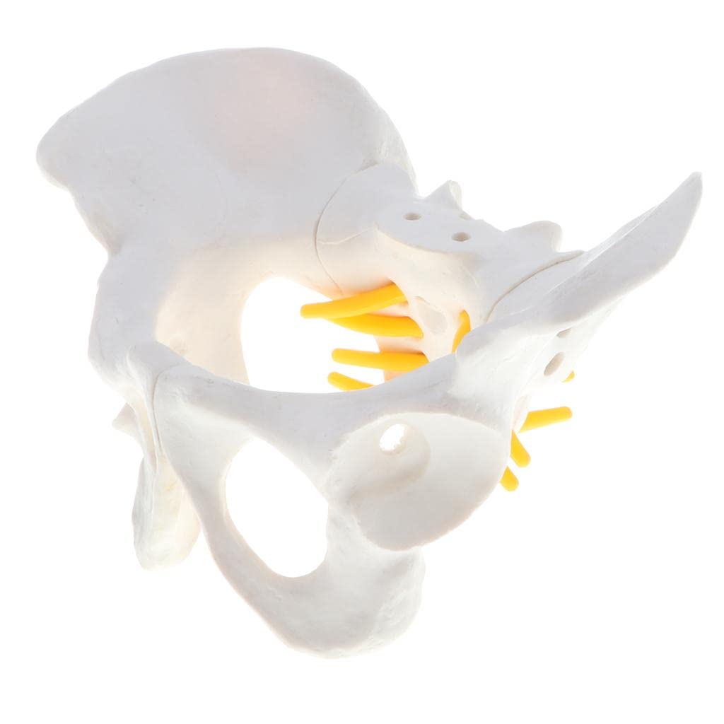 Tachiuwa Mini Human Female Skeleton Model - 13x9cm Anatomical Science Display for Medical Students, Classroom Teaching & Halloween Decor
