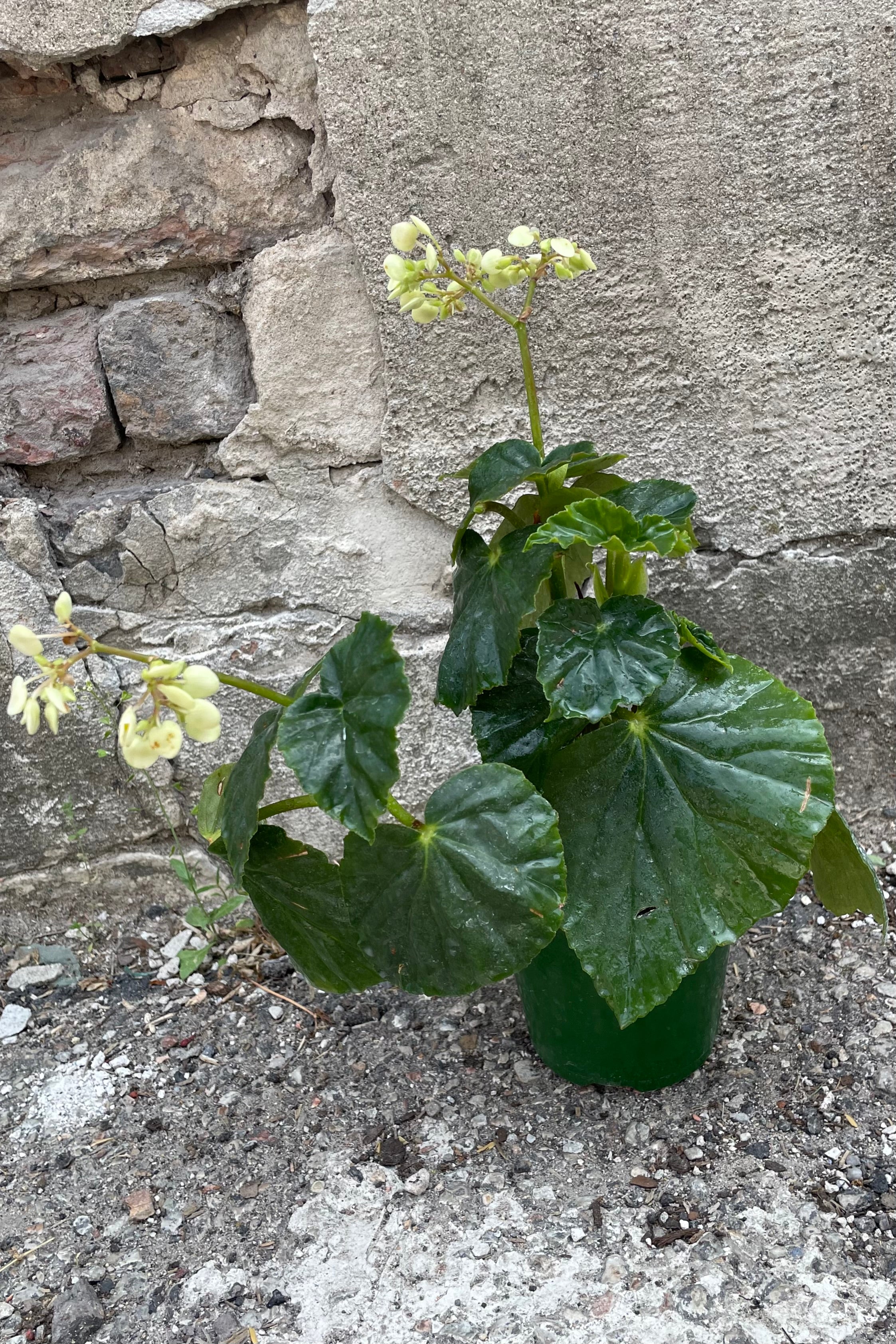 Begonia odorata 'Alba' - Fragrant White Begonia Plant - 4 Inch Pot - Perfect for Indoor Home Decor & Garden Landscaping