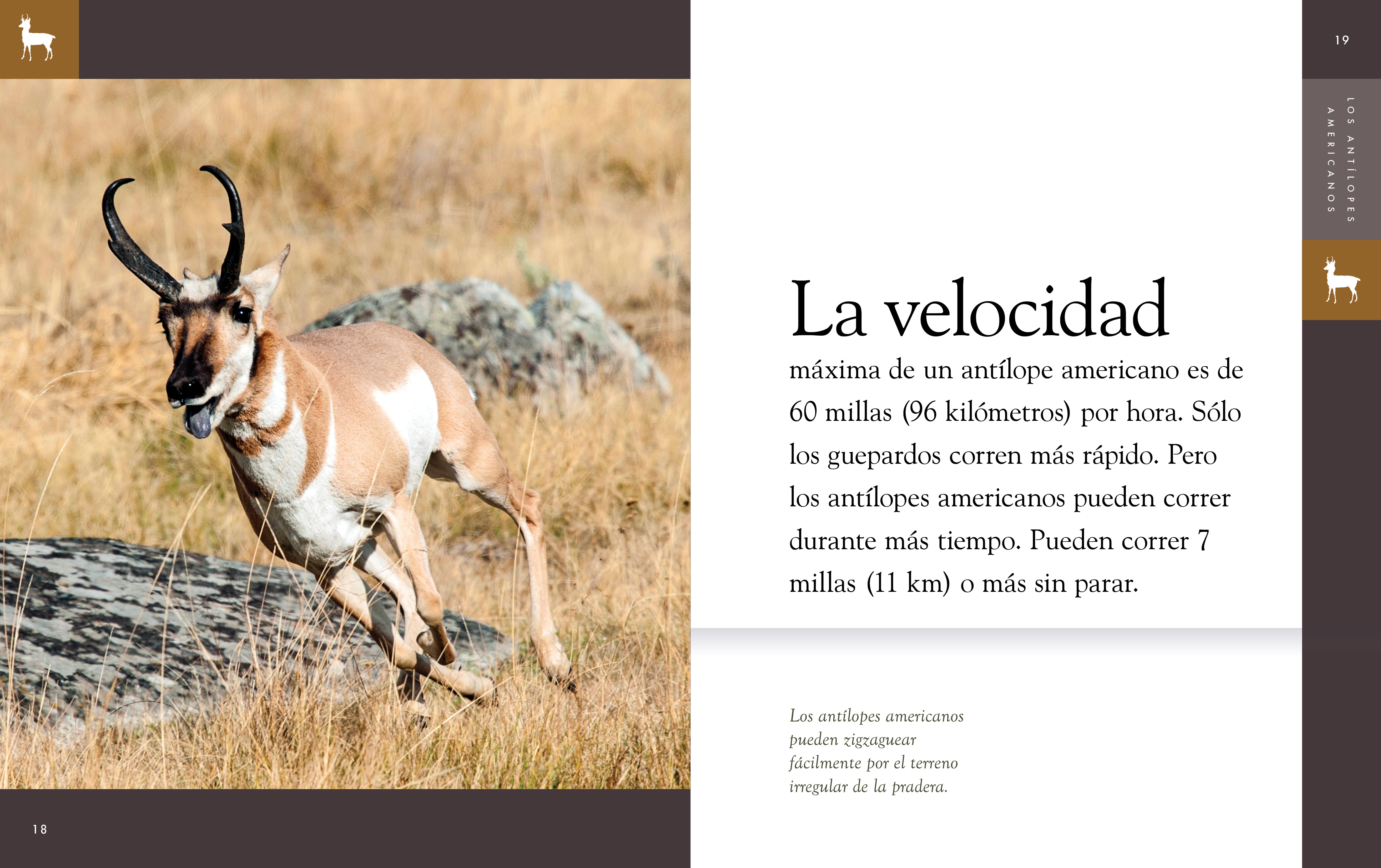 American Antelope Hunting Gear & Accessories - Durable Outdoor Equipment for Hunting, Camping & Wildlife Adventures