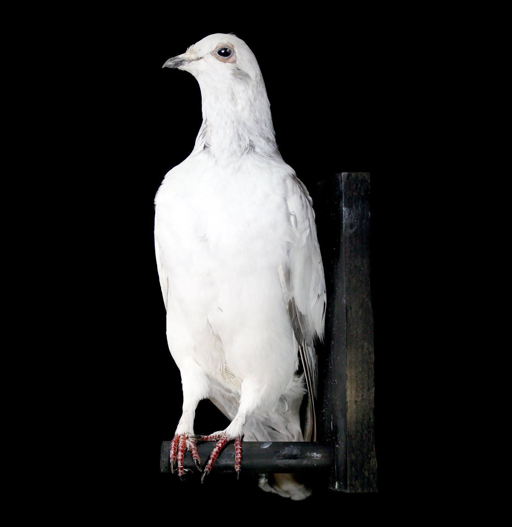 Authentic Pakistani High Flyer Taxidermy Pigeon - Rare Collectible Bird Specimen for Home Decor & Hunting Lodge Display