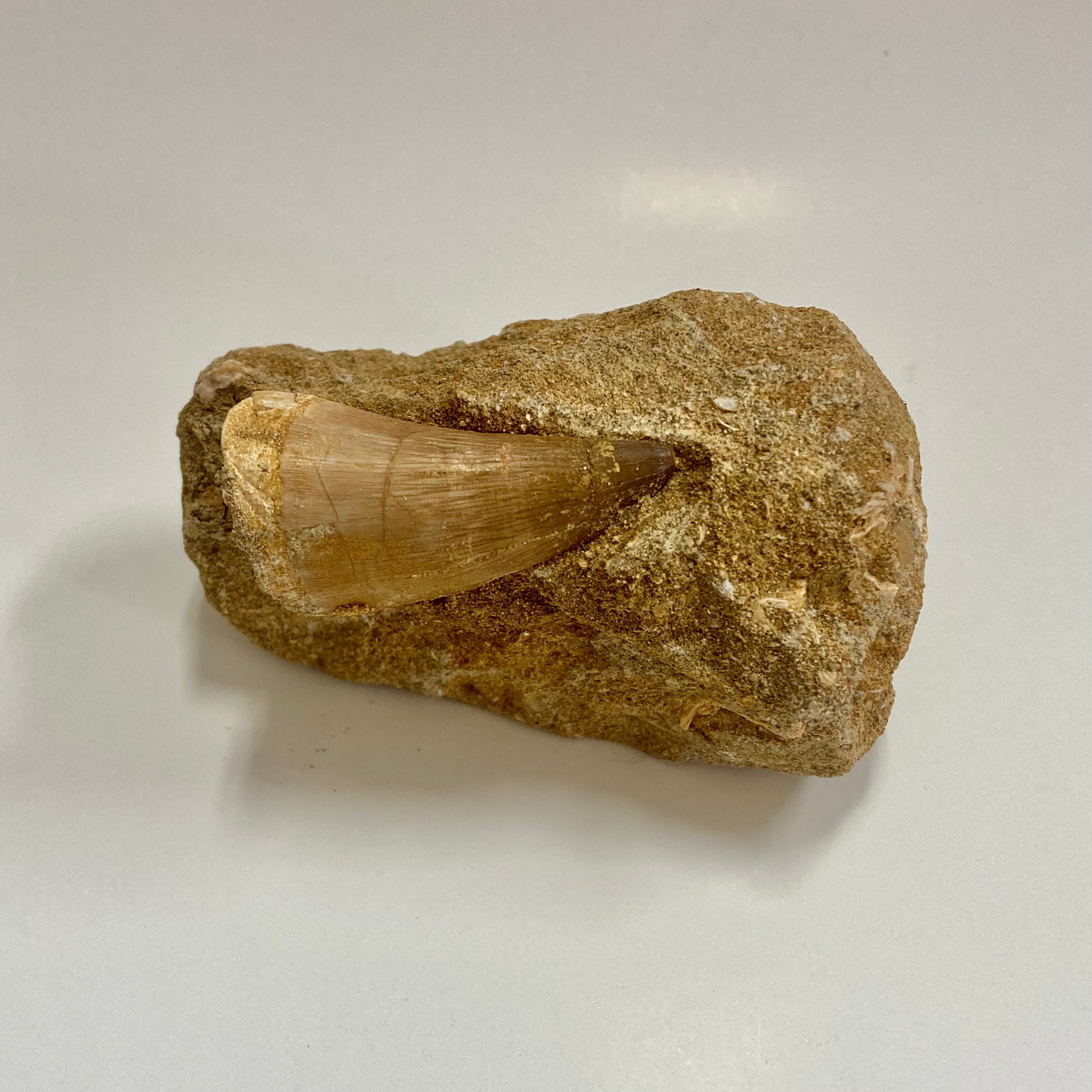 Authentic Mosasaur Tooth Replica - Realistic Dinosaur Fossil Copy for Collectors, Education & Home Decor | Perfect for Science Enthusiasts & Paleontology Displays