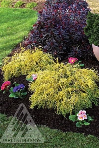 Golden Mop False Cypress (Chamaecyparis pisifera) - #6 Container Size | Evergreen Shrub for Landscaping, Garden Borders & Privacy Hedges