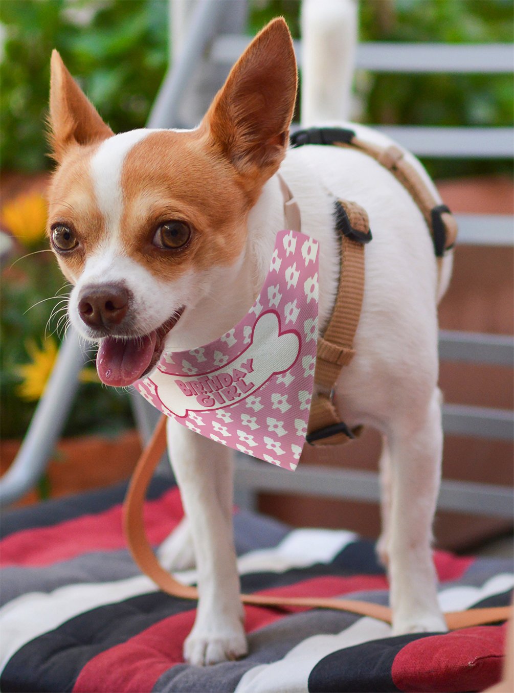 ThisWear Birthday Scarf for Small Dogs - Cute Pet Collar Scarf for Birthday Girl Dogs - Perfect Birthday Gift for Small Breed Dogs - Great for Birthday Parties & Photo Shoots