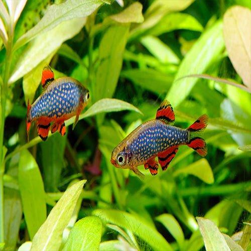 Galaxy Rasbora (Danio margaritatus) - Live Aquarium Fish for Freshwater Tanks | Perfect for Nano Tanks & Community Aquariums