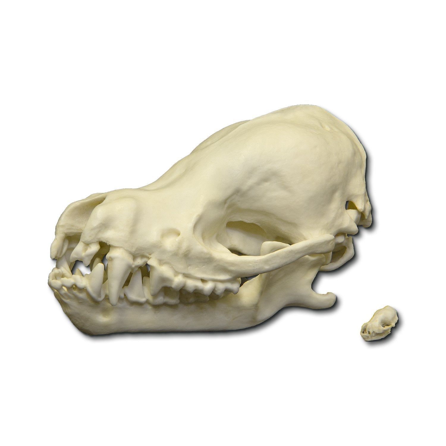 Authentic Replica Cave Myotis Bat Skull - High-Quality Collectible Specimen for Science Education, Halloween Decor & Gothic Home Decor