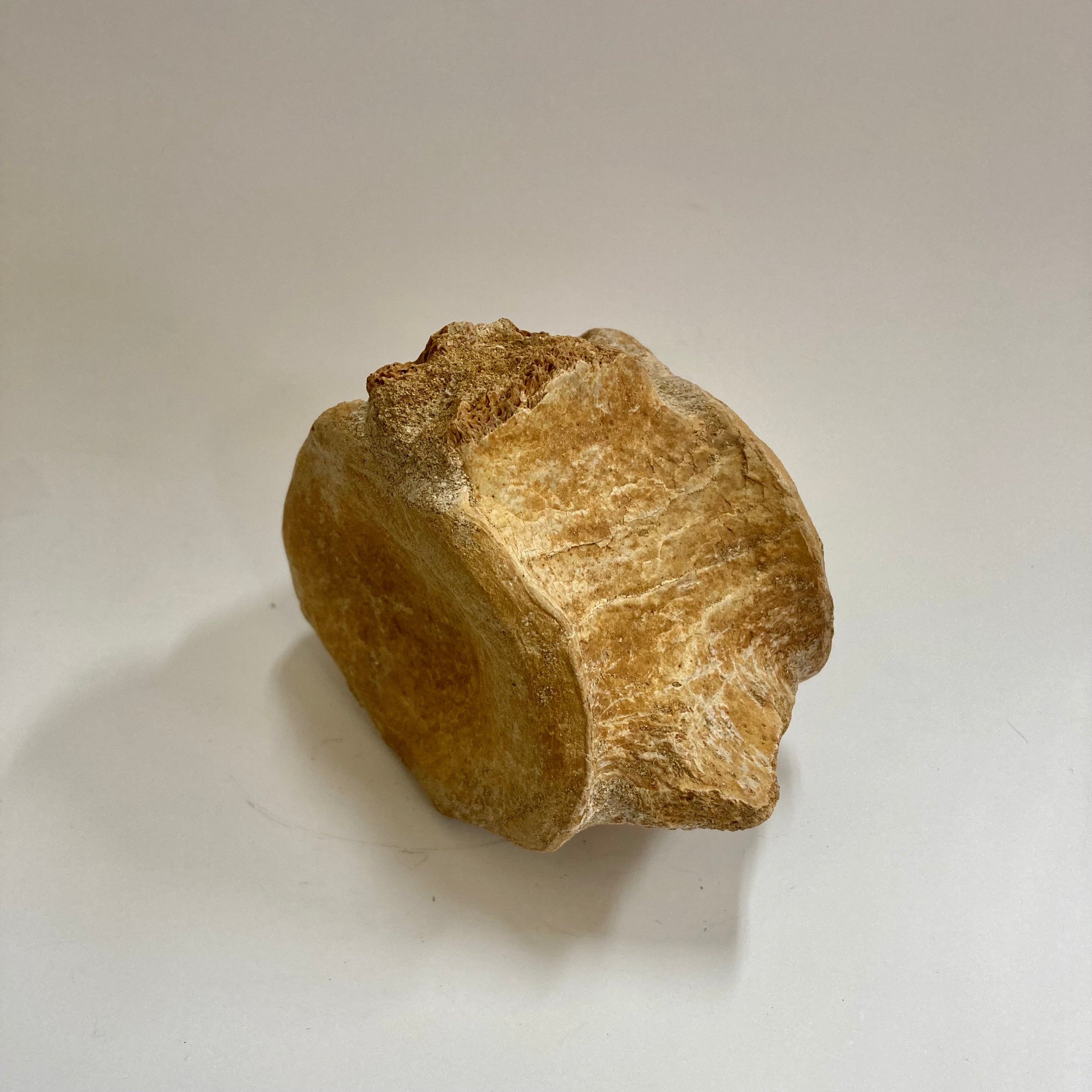 Authentic Plesiosaur Vertebra Fossil - Rare Prehistoric Marine Reptile Bone for Collectors, Museums & Educational Displays | Perfect for Paleontology Enthusiasts & Dinosaur Fossil Collections