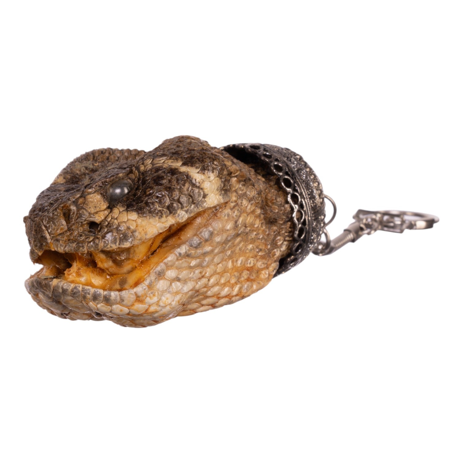 Freeze Dried Rattlesnake Keychain - Unique Reptile Souvenir & Gift for Outdoorsmen, Snake Lovers - Perfect for Hiking, Camping, and Adventure Enthusiasts