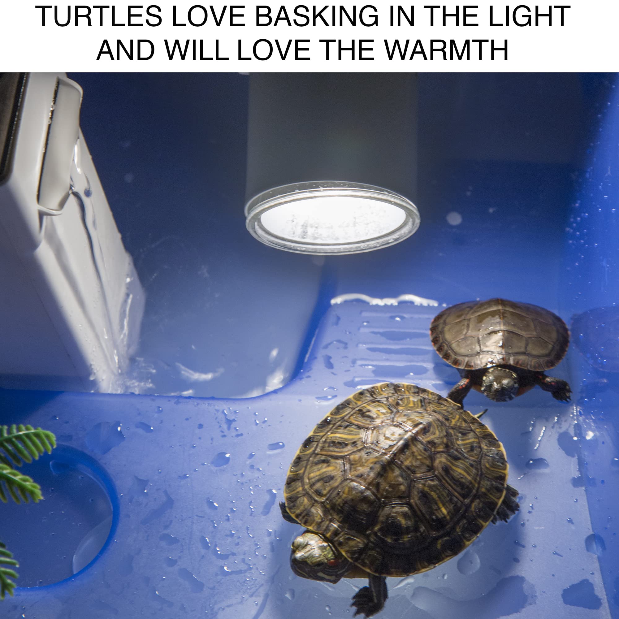 16 Inch Small Turtle Tank for Kids & Reptile Lovers - Terrarium/Aquarium with Turtle Lamp, Terrapin Lake, Palm Tree & Pebbles - Ideal for 4 Inch Turtles - Perfect for Home, Classroom or Office Decor