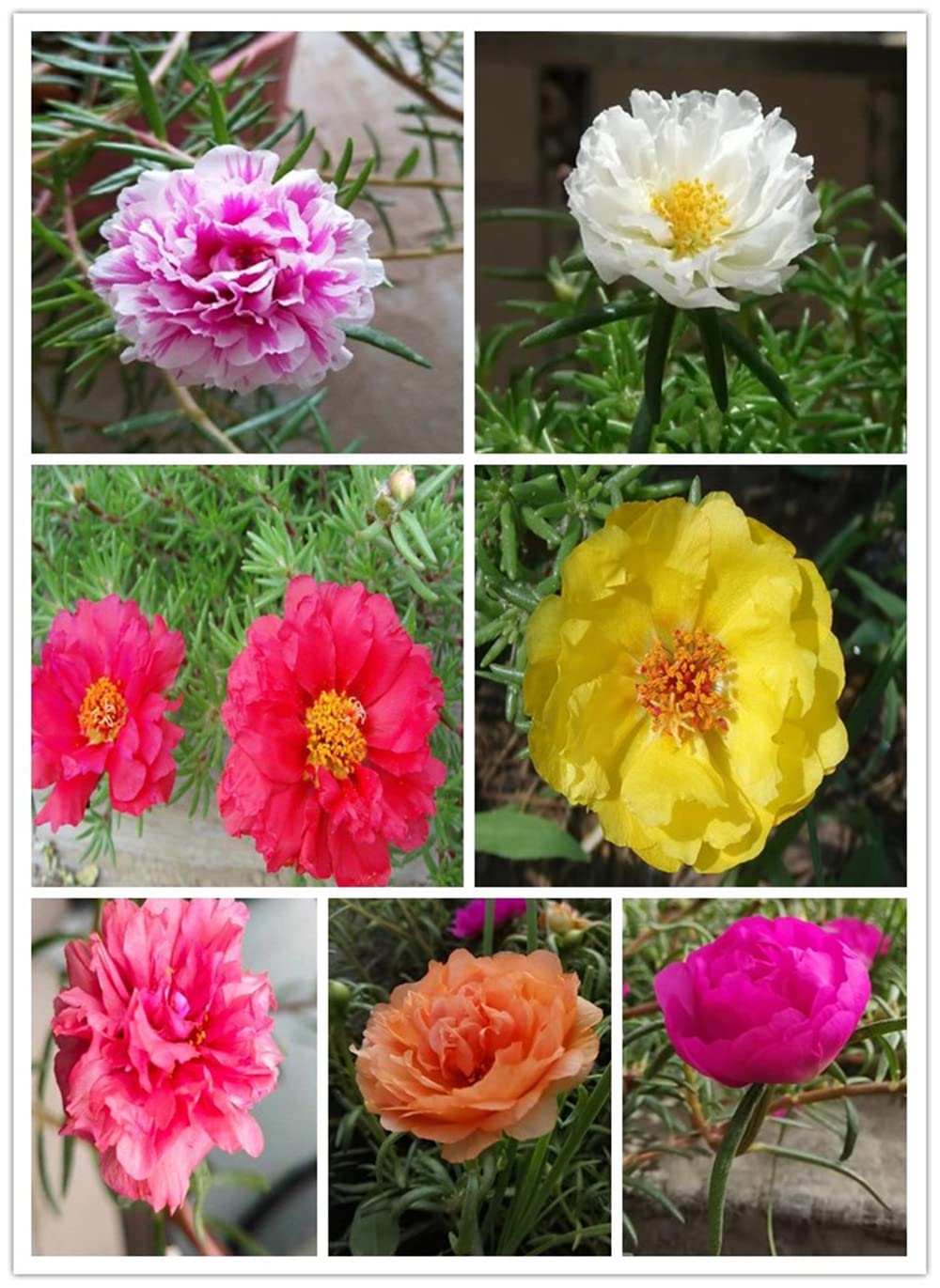 200 Double Portulaca Grandiflora Seeds - Moss Rose Flower Seeds Mix Color for Garden, Balcony & Landscaping - Easy to Grow Drought-Tolerant Blooms
