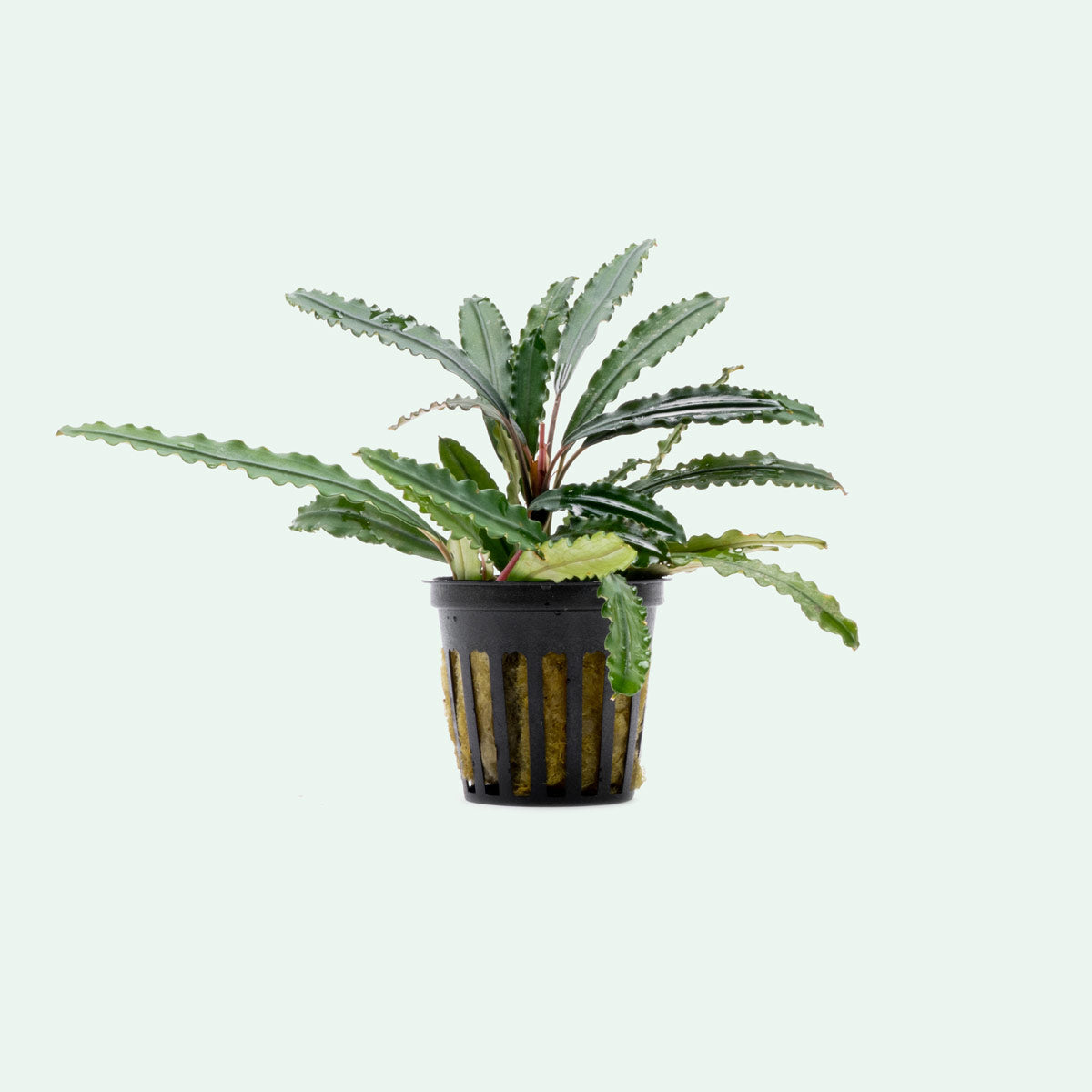 Bucephalandra Green Godzilla Aquatic Plant for Aquarium - Live Freshwater Plant for Fish Tank Decoration, Aquascaping, and Shrimp Habitat