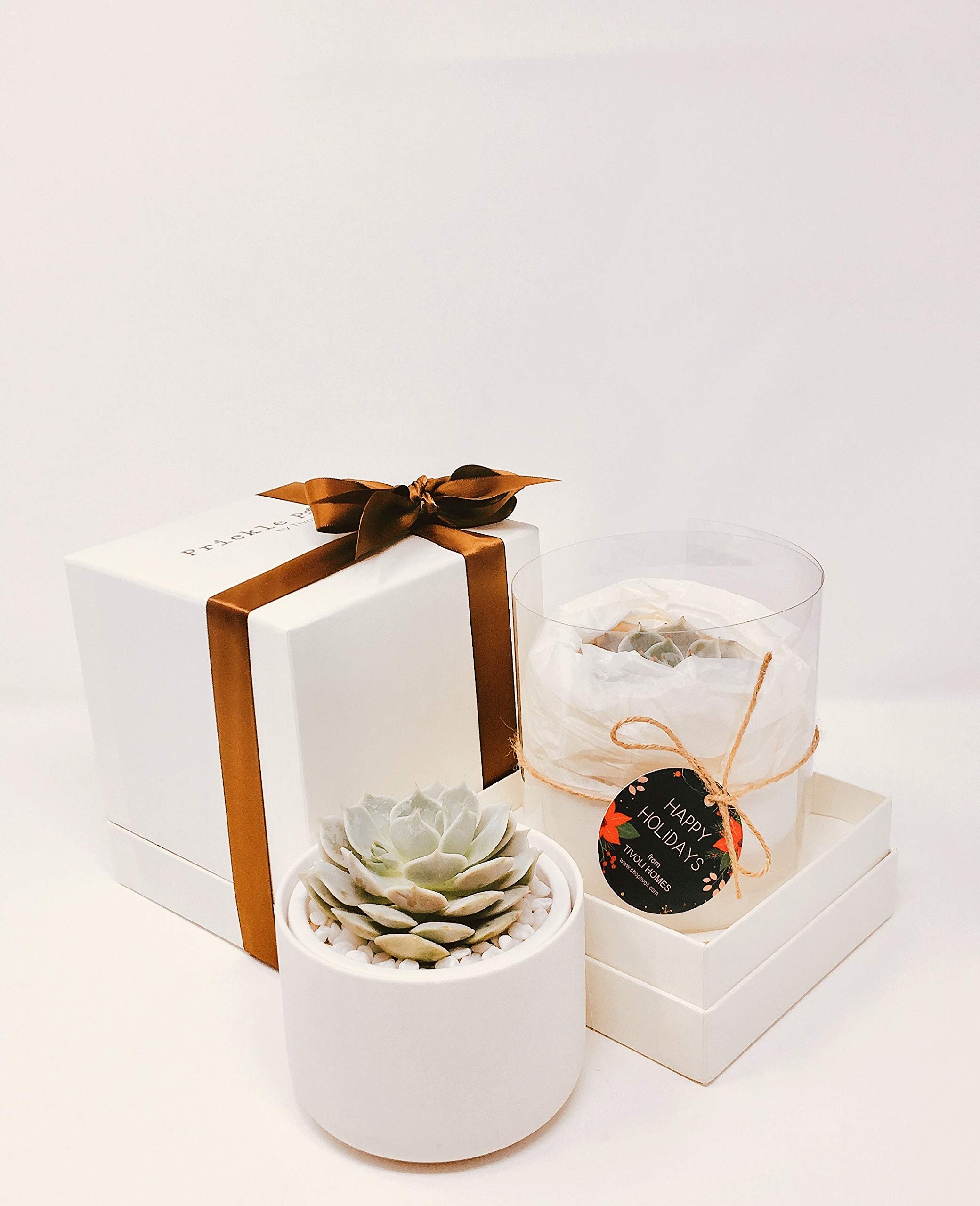 Succulent Gift Box with Glow in the Dark Ivory Pot & Box - Perfect for Birthday, Housewarming, Wedding Favors & Office Decor