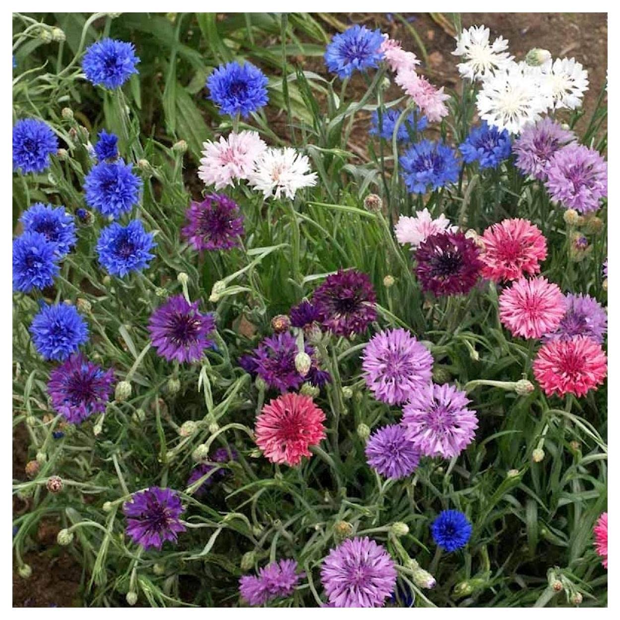 Everwilde Farms - 1/4 Lb Polka Dot Dwarf Cornflower Wildflower Seeds - Gold Vault Pack | Non-GMO, Heirloom Flower Seeds for Garden, Landscaping & Pollinator-Friendly Planting
