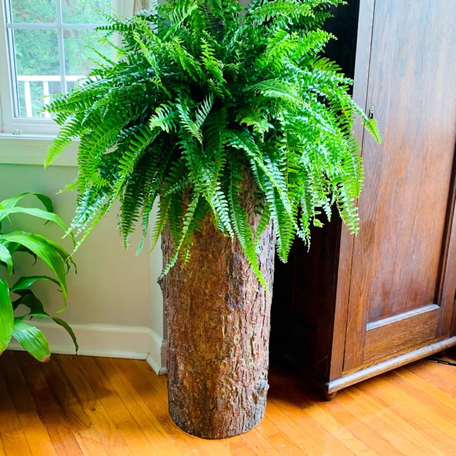 Vintage Country Corner Indoor Plant Stand - Rustic Cement Resin Stump Planter for Ferns & Flowers | Tall Decorative Flower Pot for Home, Office & Garden Decor