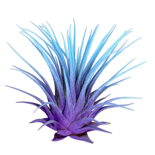 Purple/Baby Blue
