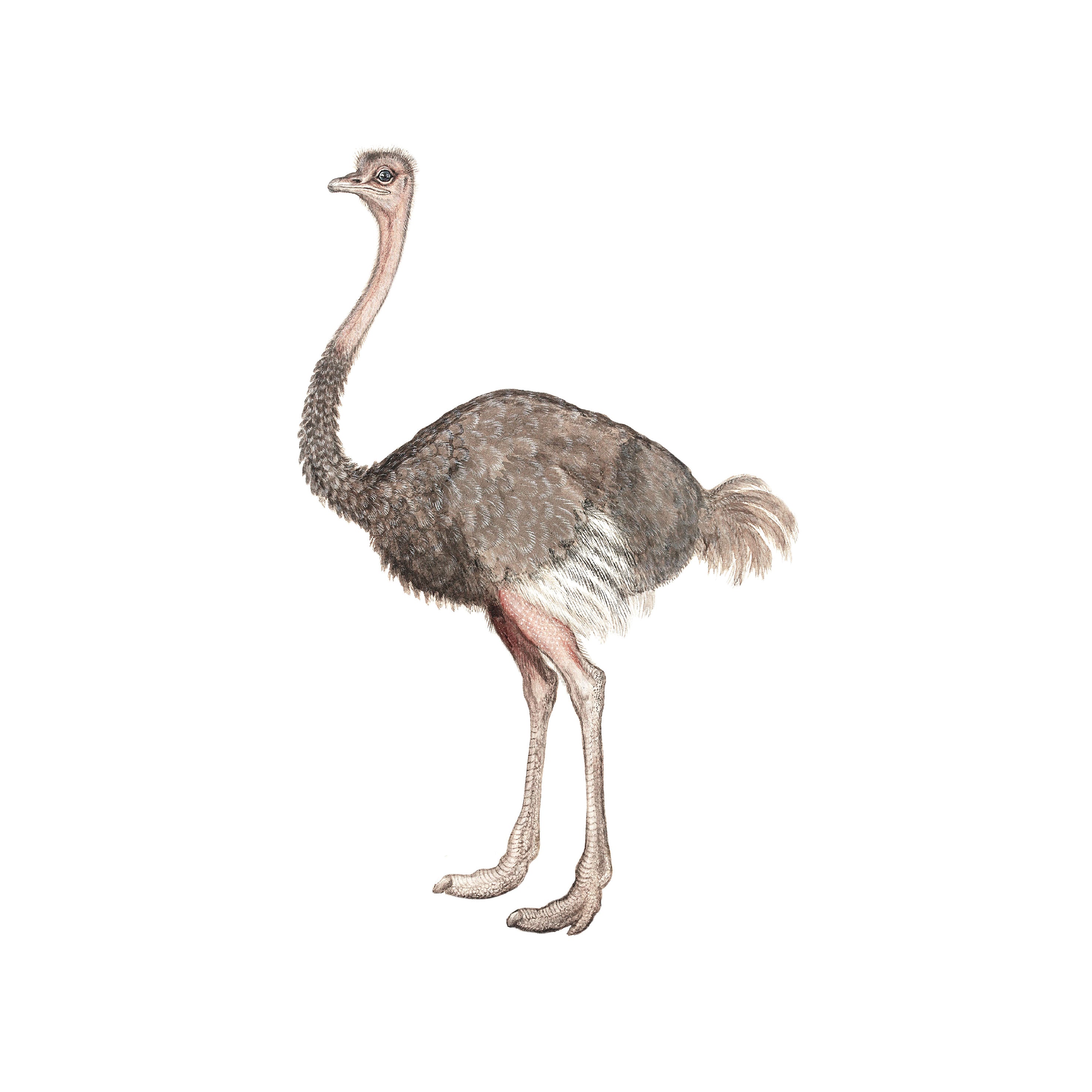 Ostrich Wall Decal Sticker - Self-Adhesive Peel and Stick Decor for Home, Nursery, Kids Room, Office | Easy to Apply & Remove