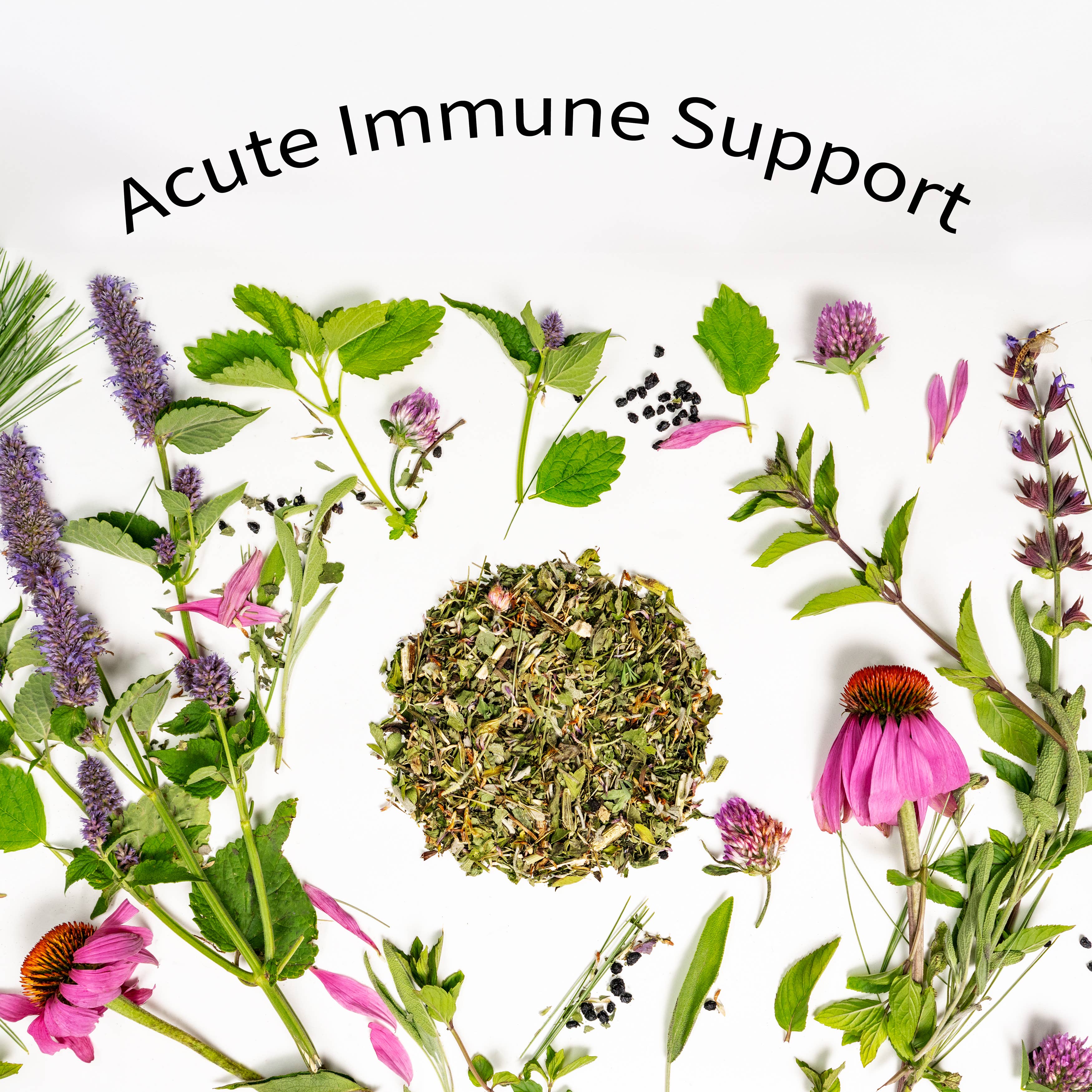 Best Immunity Boosting Supplements for Adults - Natural Immune Support Vitamins & Herbs for Daily Wellness & Cold Defense