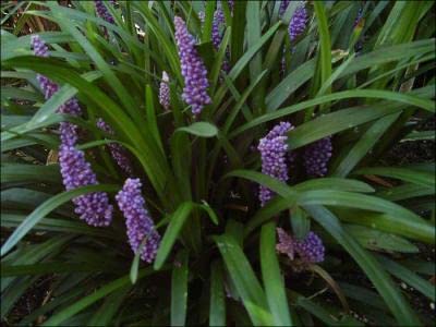 Royal Purple Liriope Muscari - 25 Pack of 3.5 Inch Square Pots - Drought-Tolerant Ground Cover Plants for Landscaping & Garden Borders
