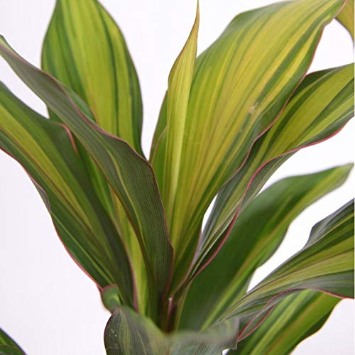 Cordyceps Kiwi Ti Plant - Live Tropical Houseplant in 10 Inch Growers Pot - Cordyline Fruticosa 'Kiwi' - Air Purifying Indoor Outdoor Plant for Home, Office, Garden & Patio Decor
