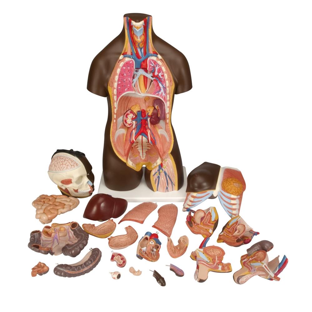 Premium Dual-Gender African Torso Anatomy Model - 24-Part Detachable Human Body Structure for Medical Students & Educators | Perfect for Classroom Demonstrations & Anatomy Studies