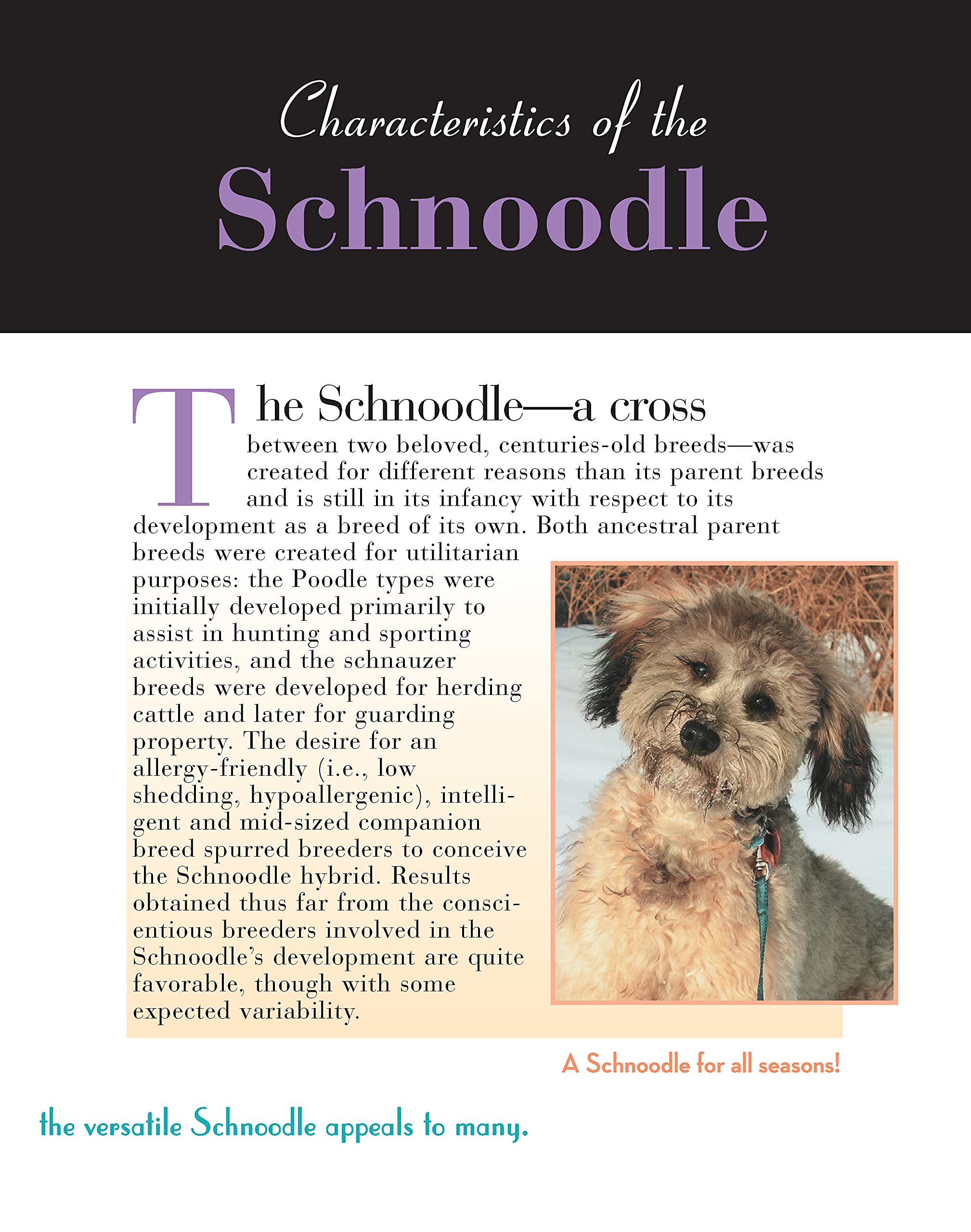 Schnoodle Dog Breed Book - Designer Dog Guide by CompanionHouse Books | Training, Care & Grooming Tips for Schnoodle Owners