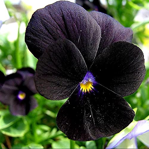 40+ Black Pansy Clear Crystals Viola Wittrockiana Seeds - Unique Long Flowering Plant for Garden, Balcony & Landscaping | Easy to Grow Perennial Flowers for Home Decor & Outdoor Planting
