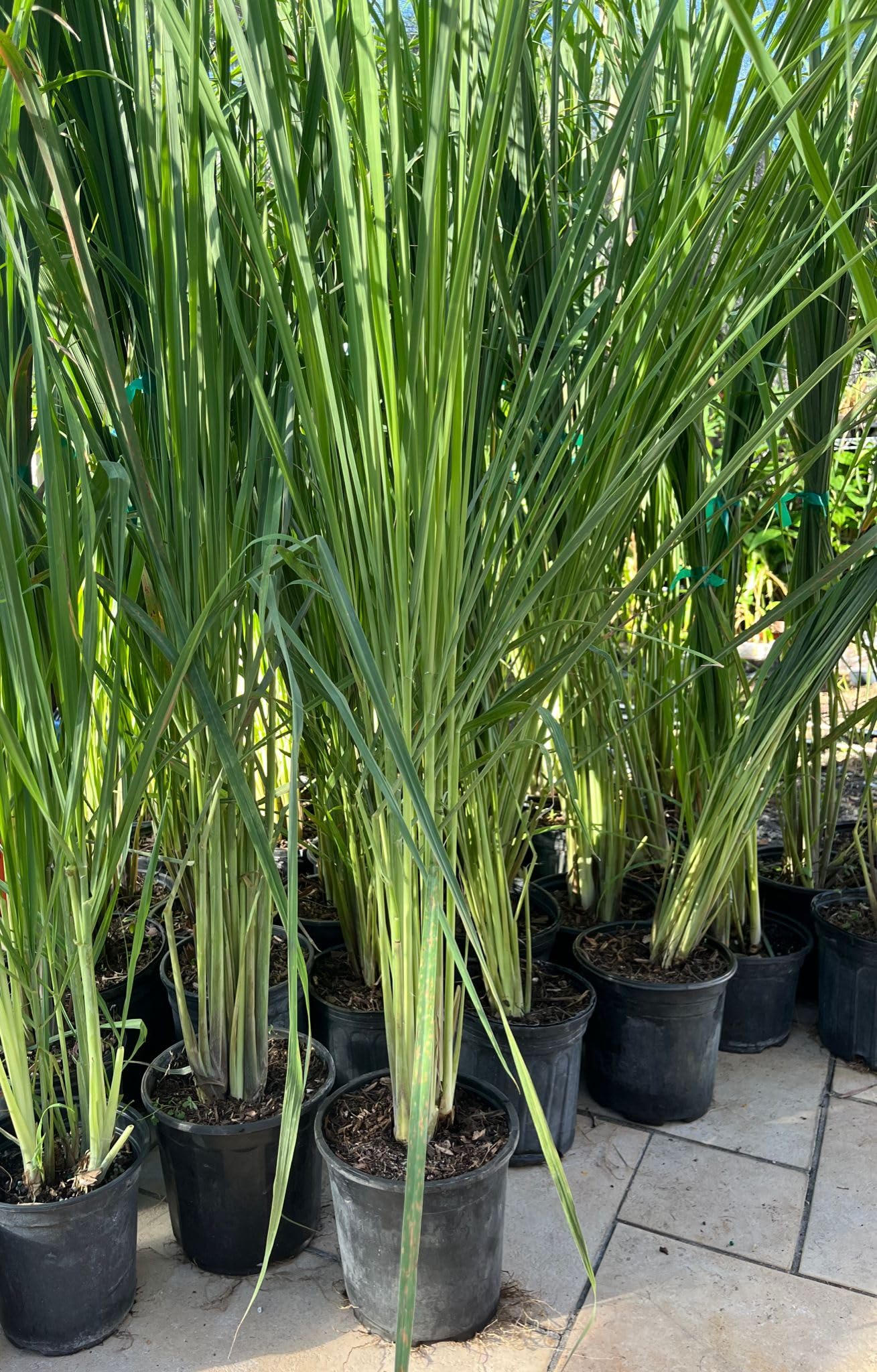 5 Fresh Lemongrass Live Plants - 12 Inch Stalks for Cooking, Tea & Natural Pest Repellent | Indoor Herb Garden & Outdoor Planting