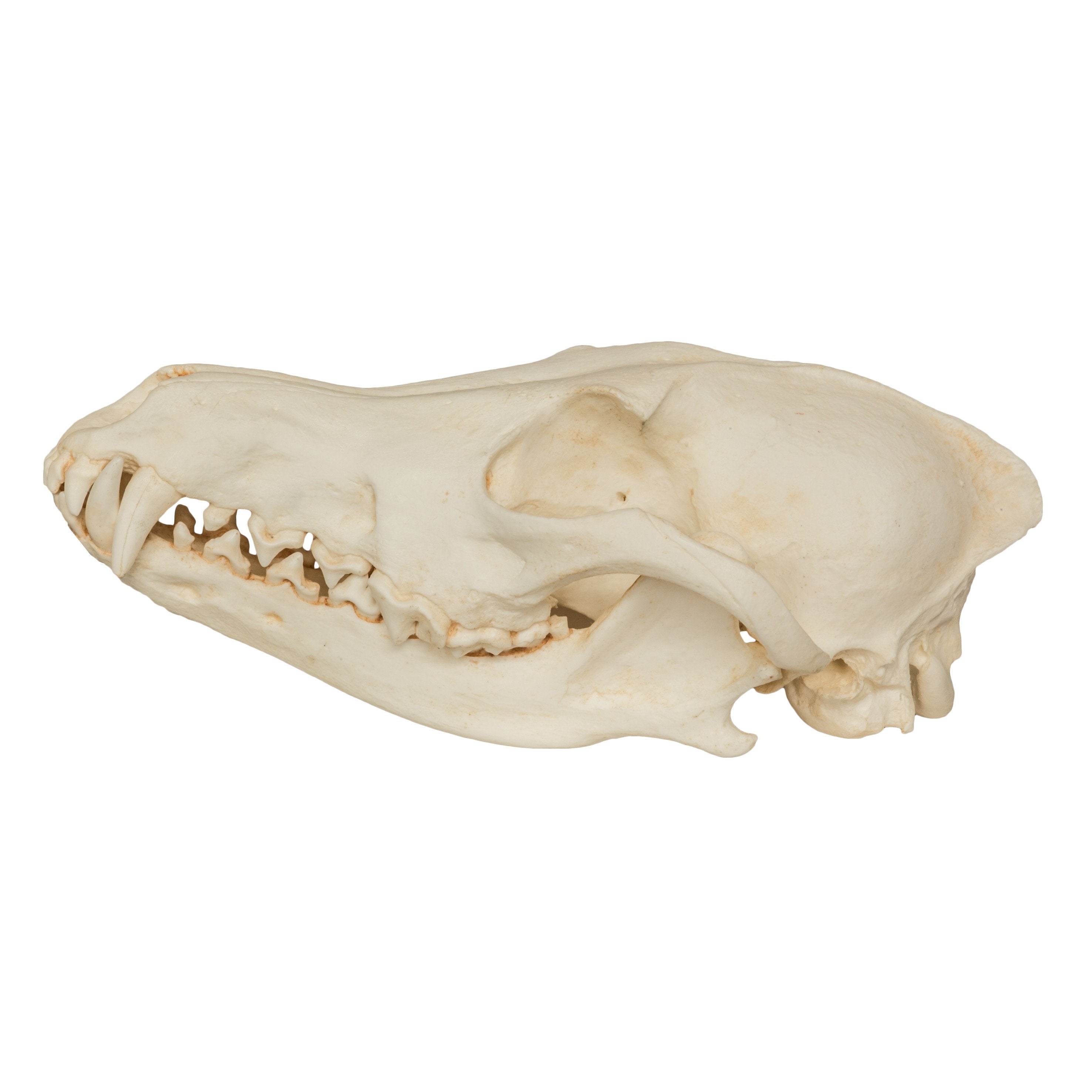 Authentic Replica Coyote Skull - Lifelike Taxidermy Decor for Home, Office & Halloween Displays | Perfect for Gothic Decor, Science Education & Horror Props