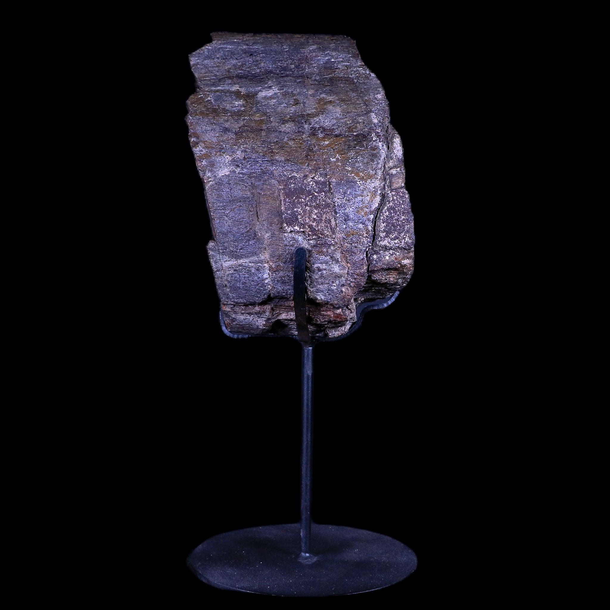 Authentic 7 Camarasaurus Dinosaur Fossil Bone - Jurassic Age Morrison Formation with COA & Metal Display Stand - Perfect for Home Decor, Museum Displays & Paleontology Collections