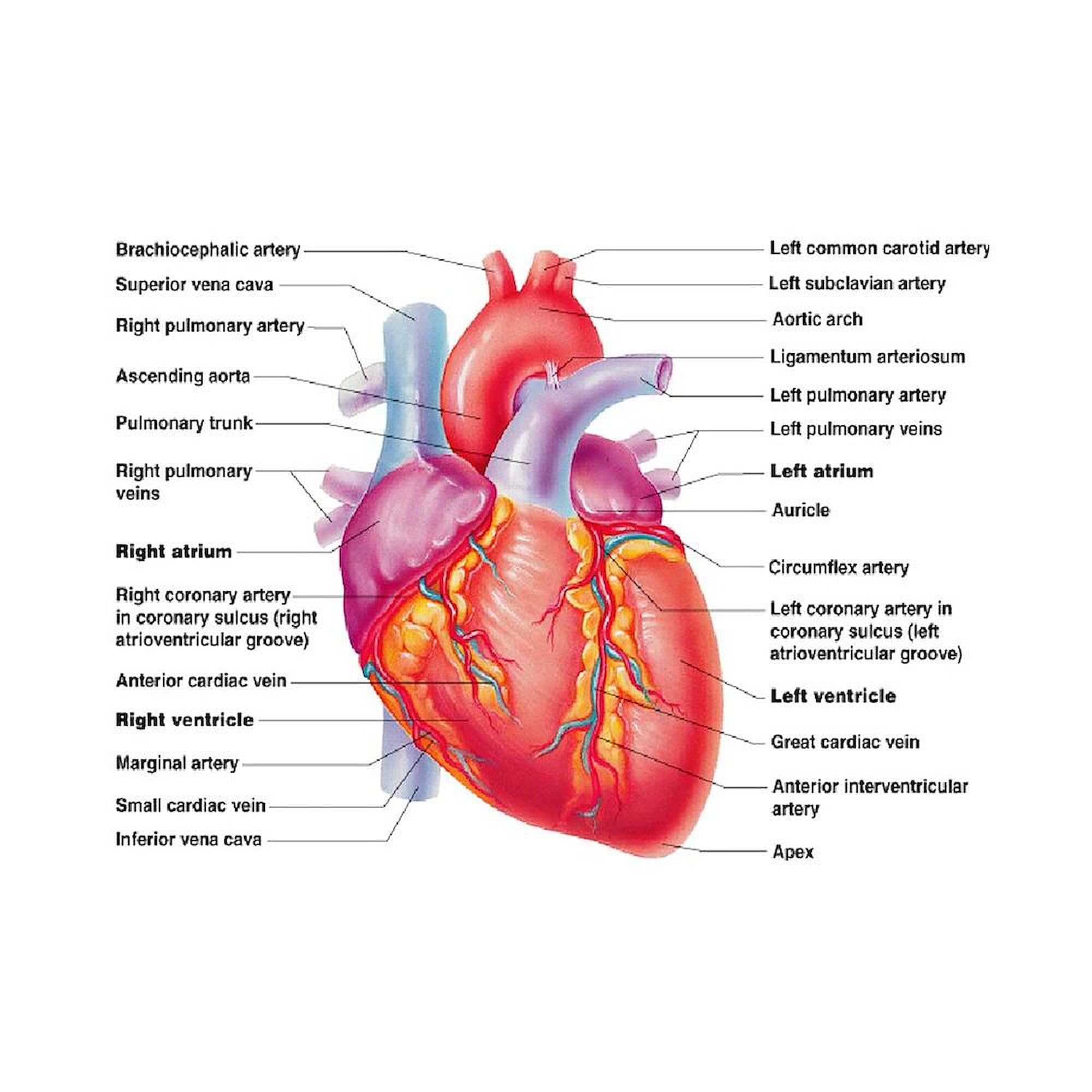 Human Heart Design 11 oz (325 ml) Ceramic Coffee Mug - Perfect for Doctors, Nurses & Medical Students - Ideal for Tea, Hot Chocolate & Office Use