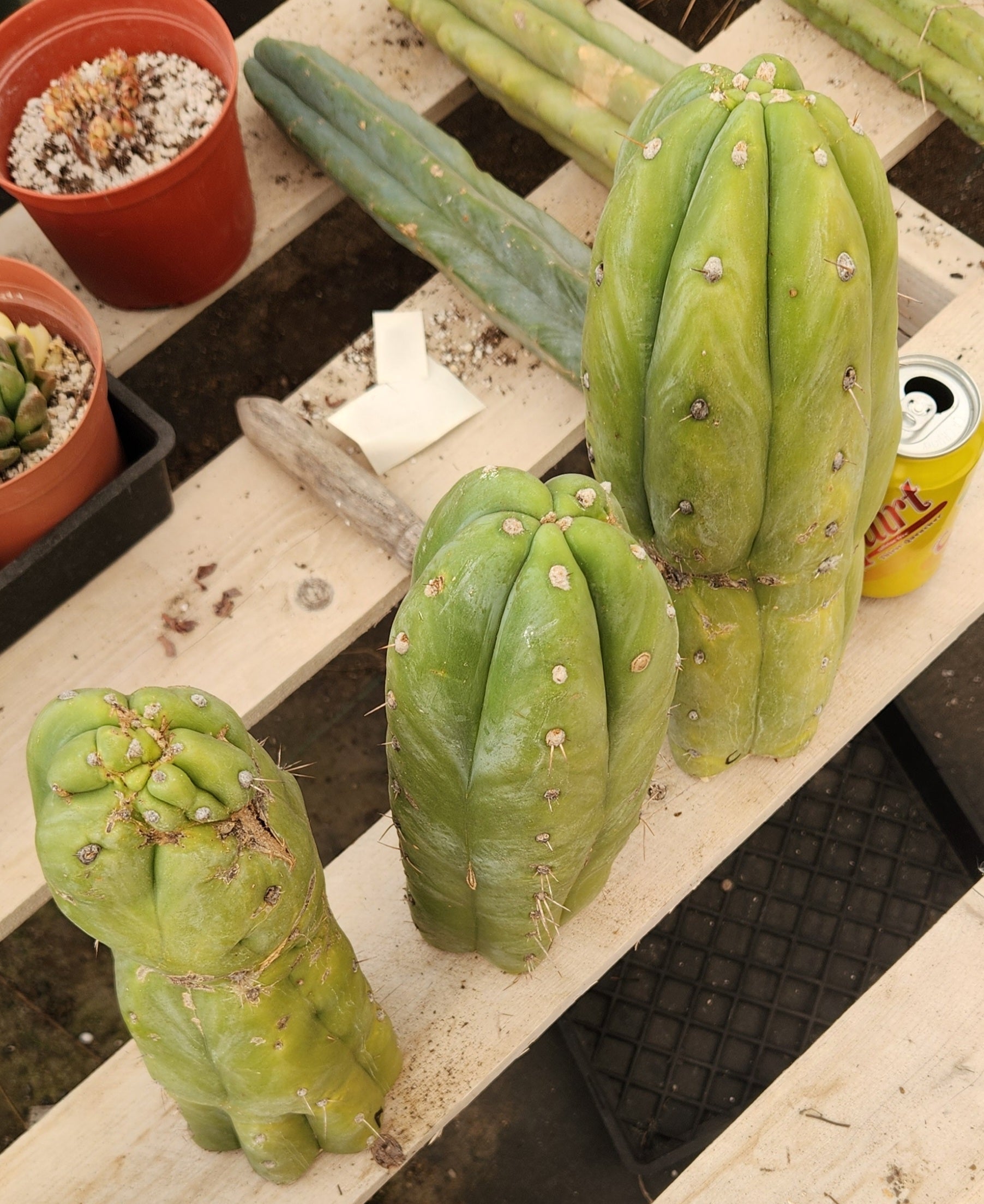 EC247 EXACT Trichocereus Huanucoensis Jimz Huanu/P7 Cactus Cutting - 13 Inch Rare Succulent Plant for Home Decor, Office Desk, and Cactus Garden Collection