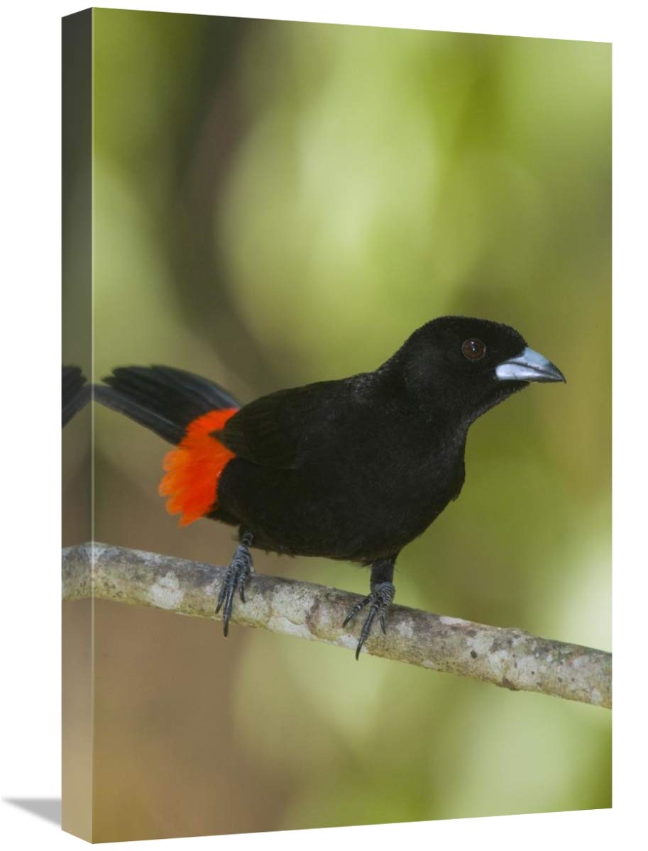 Scarlet-rumped Tanager Male Canvas Art Print - 16x24 Inch Costa Rica Wildlife Wall Decor - Perfect for Living Room, Bedroom & Office