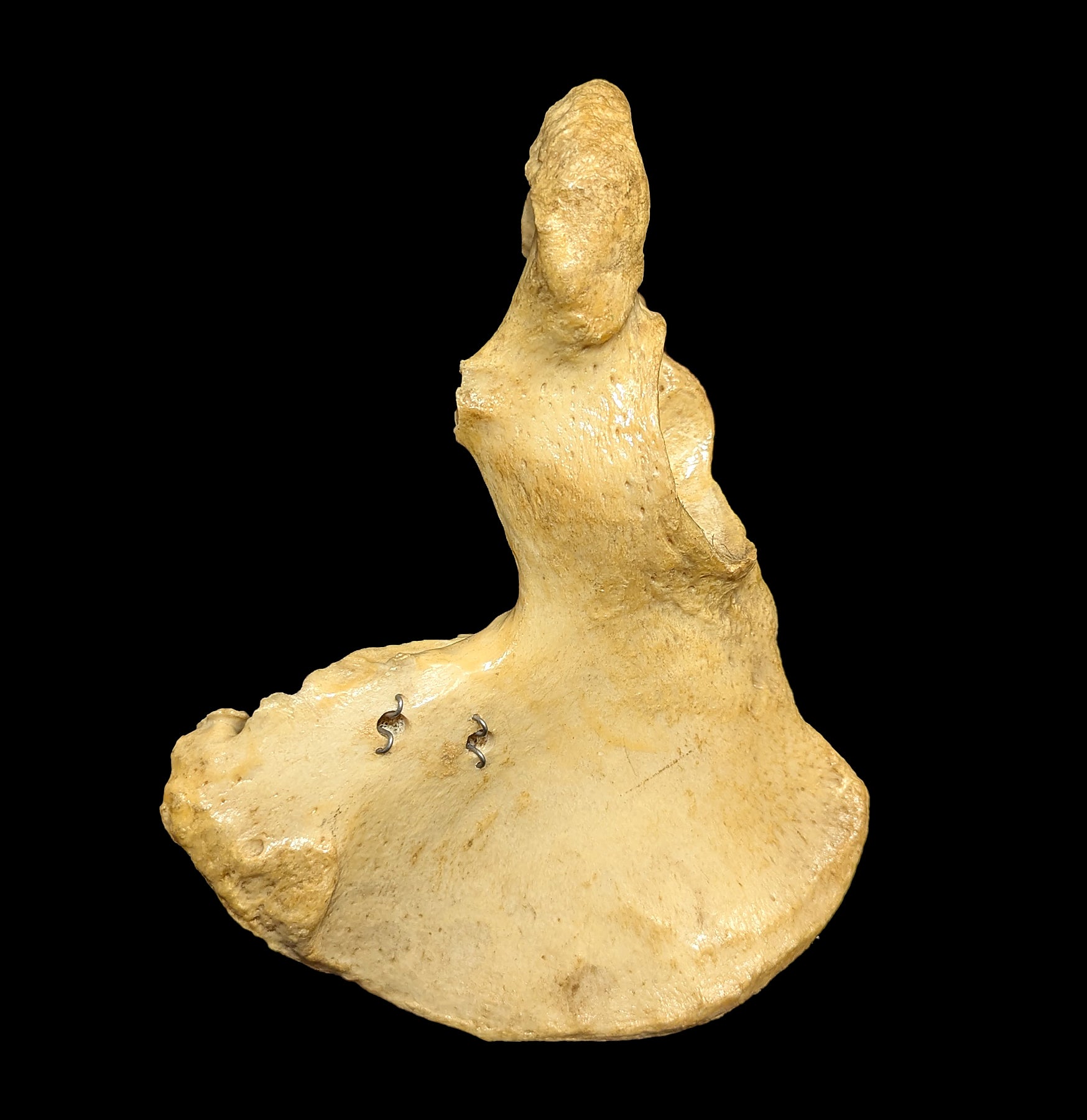 Human Ilium Bone - Authentic Anatomical Specimen for Medical Study, Science Education & Collectors | Perfect for Classroom Demonstrations, Research & Oddity Collections