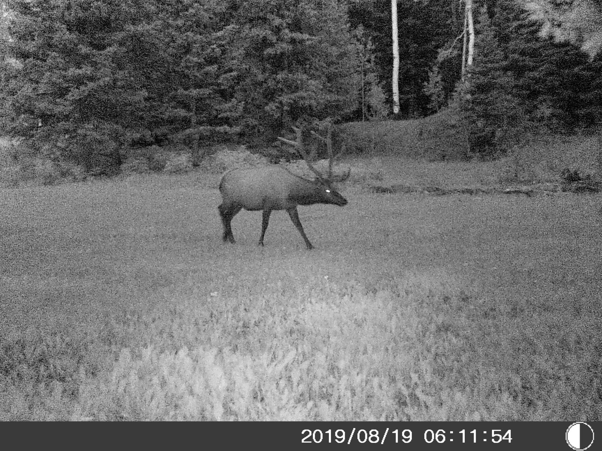 5 Megapixel Trail Game Camera with Night Vision - HD Hunting & Wildlife Monitoring for Outdoor Adventures