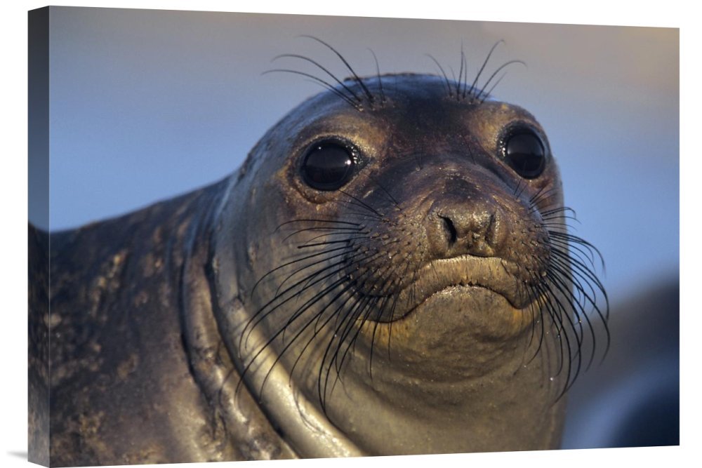 Tim Fitzharris Northern Elephant Seal Pup Giclee Canvas Wall Art Print | North America Wildlife Decor | Perfect for Living Room, Bedroom & Office