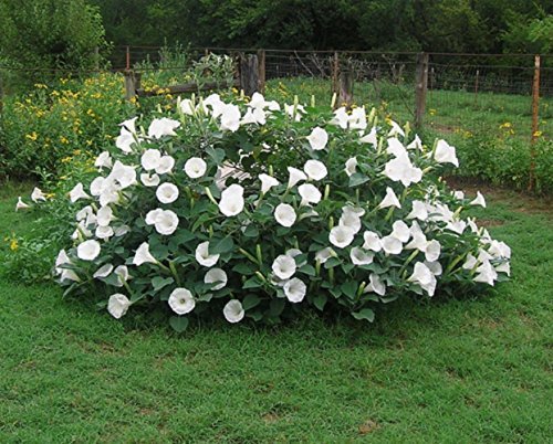 Moonflower Bush Seeds - 20 Pack | Fragrant Night-Blooming Vine for Gardens & Landscaping | Attracts Pollinators & Creates Privacy Screening | Perfect for Arbors, Fences, and Outdoor Decor