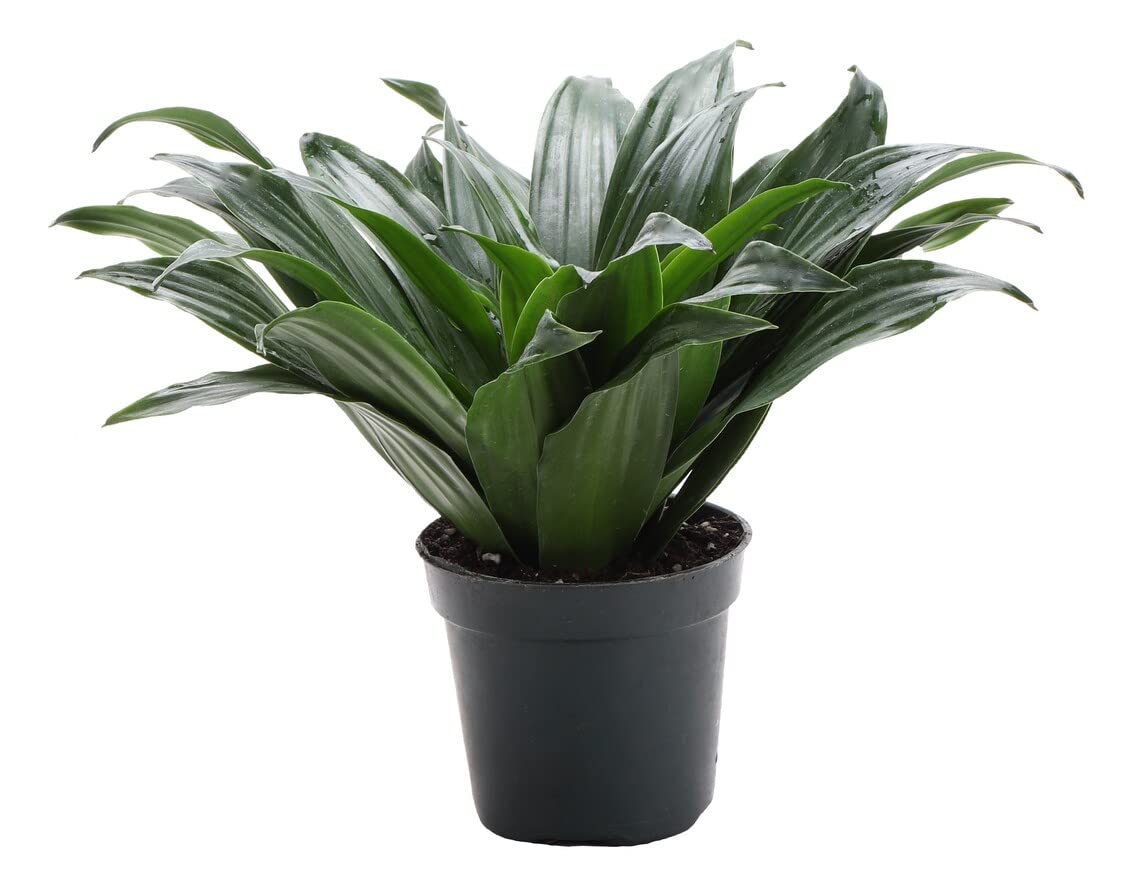 Thorsen's Greenhouse Live Janet Craig Compacta Plant (Dracaena Fragrans) - 4